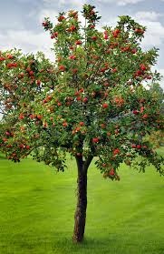 use metaphors apple tree